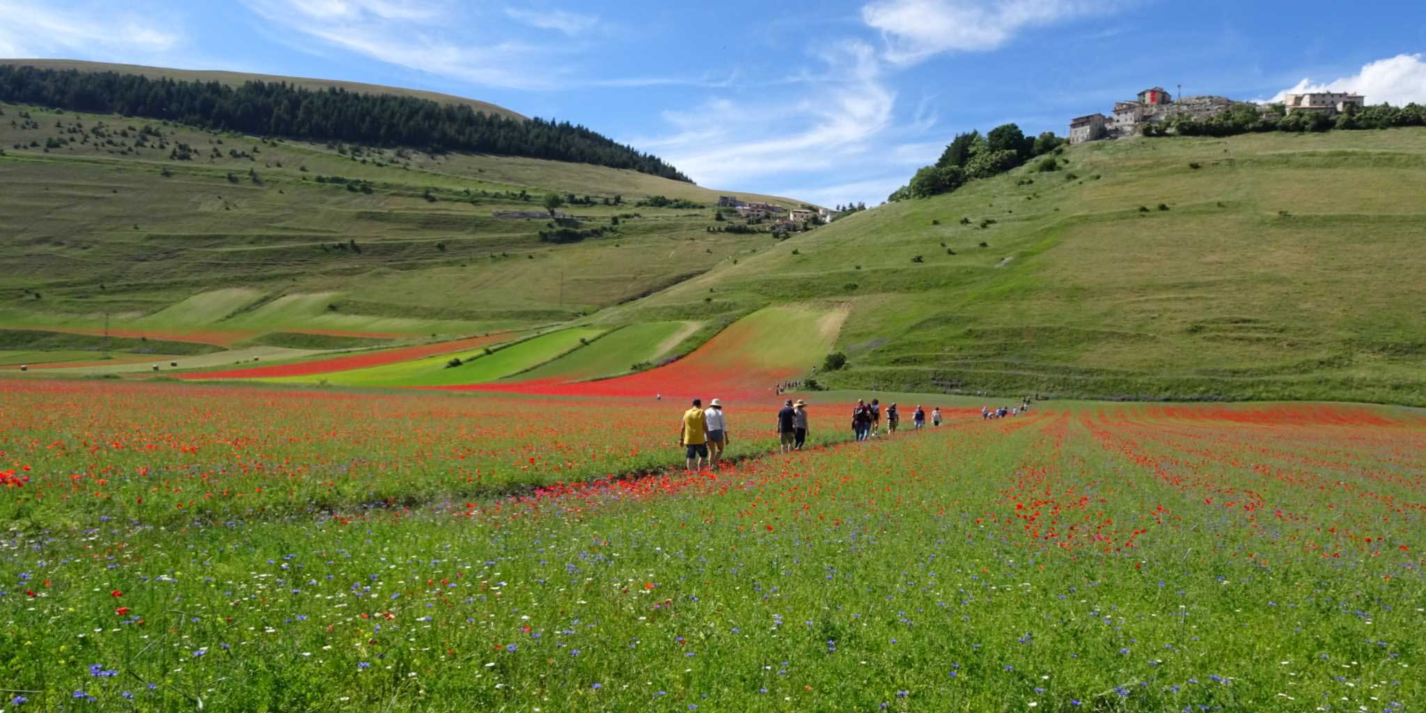 Fiori a Castelluccio: facile escursione per tutti